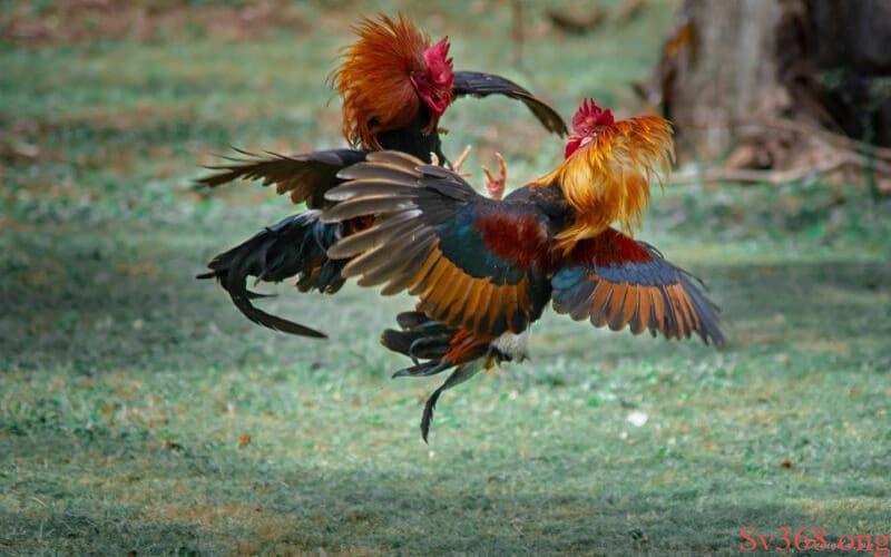 Ưu điểm áp dụng về luật đá gà của miền Bắc