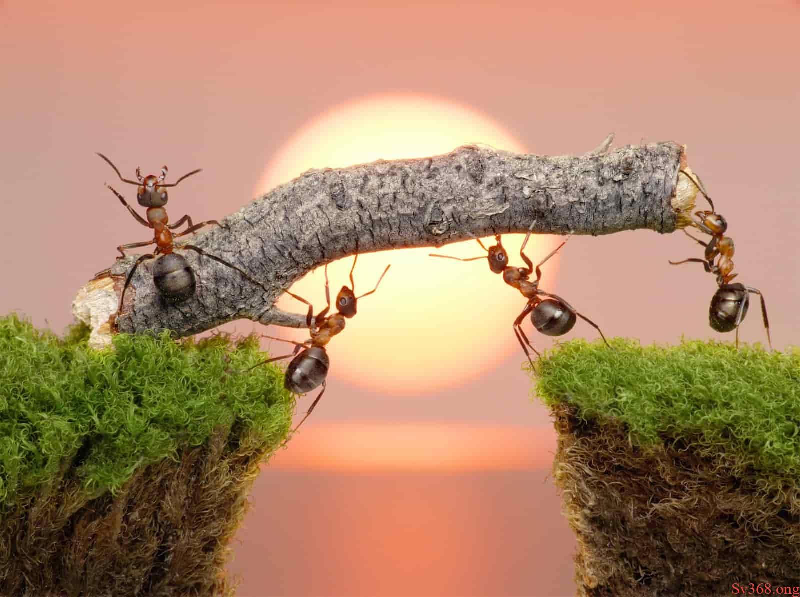 nằm mơ thấy côn trùng